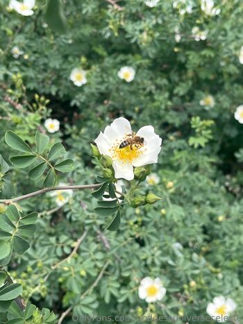 goddessuniverseceleste